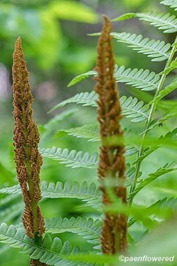 Sporangia and fronds